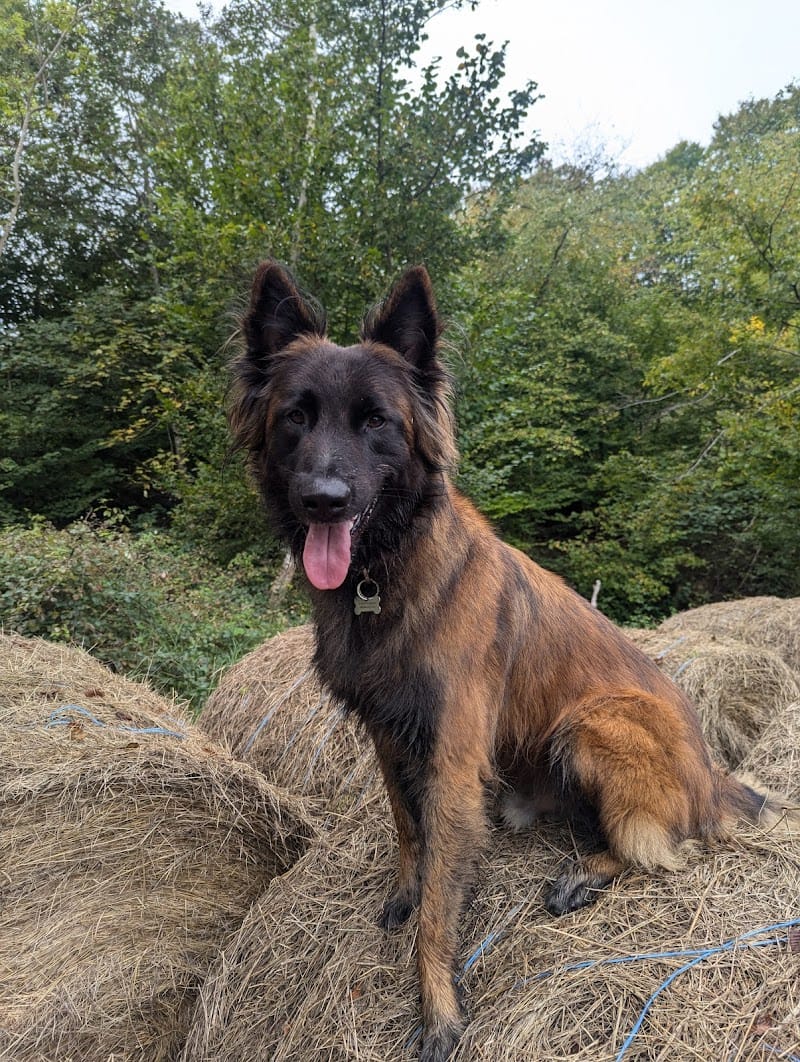 Les amis de Grandit-Ose — dogsitter à Barr