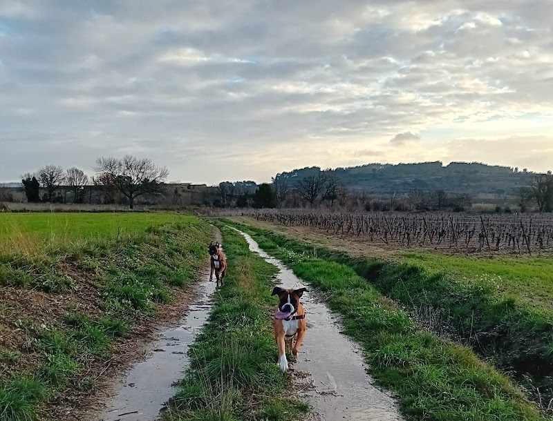Les Amis de Liloo — dogsitter à Béziers