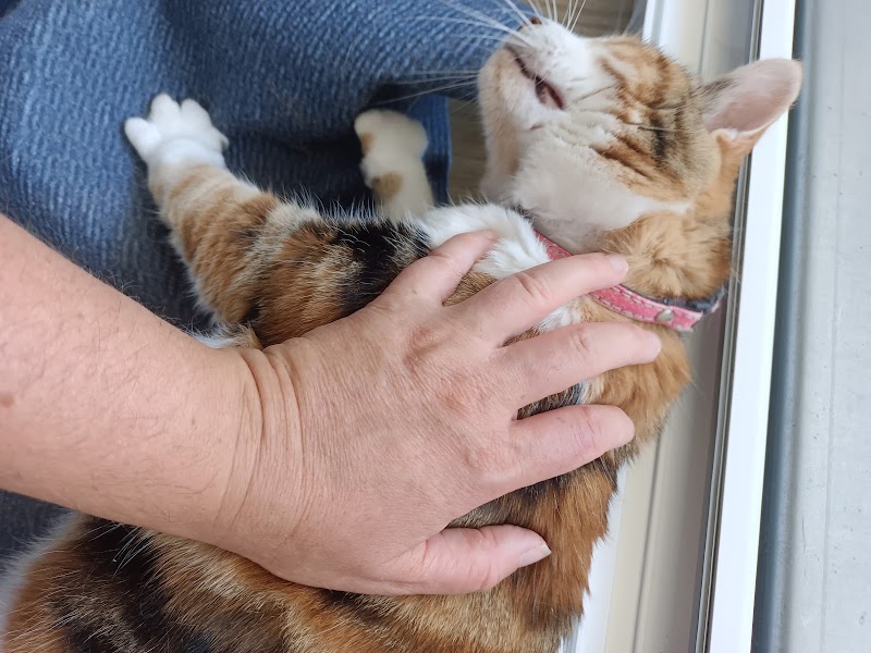 Les Catoutous — dogsitter à Rennes