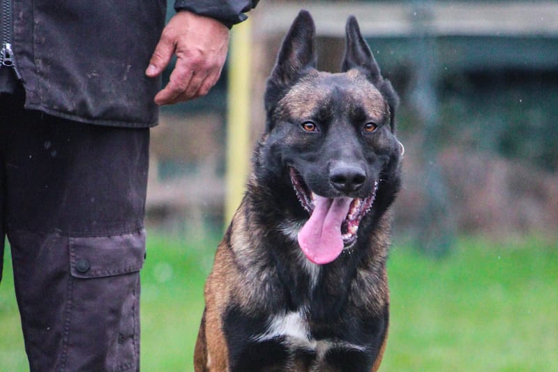 Les Cerbères d'Hadès — dogsitter à Ambarès-et-Lagrave