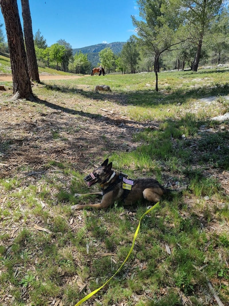 Les Chiens de Marseille — dogsitter à Marseille