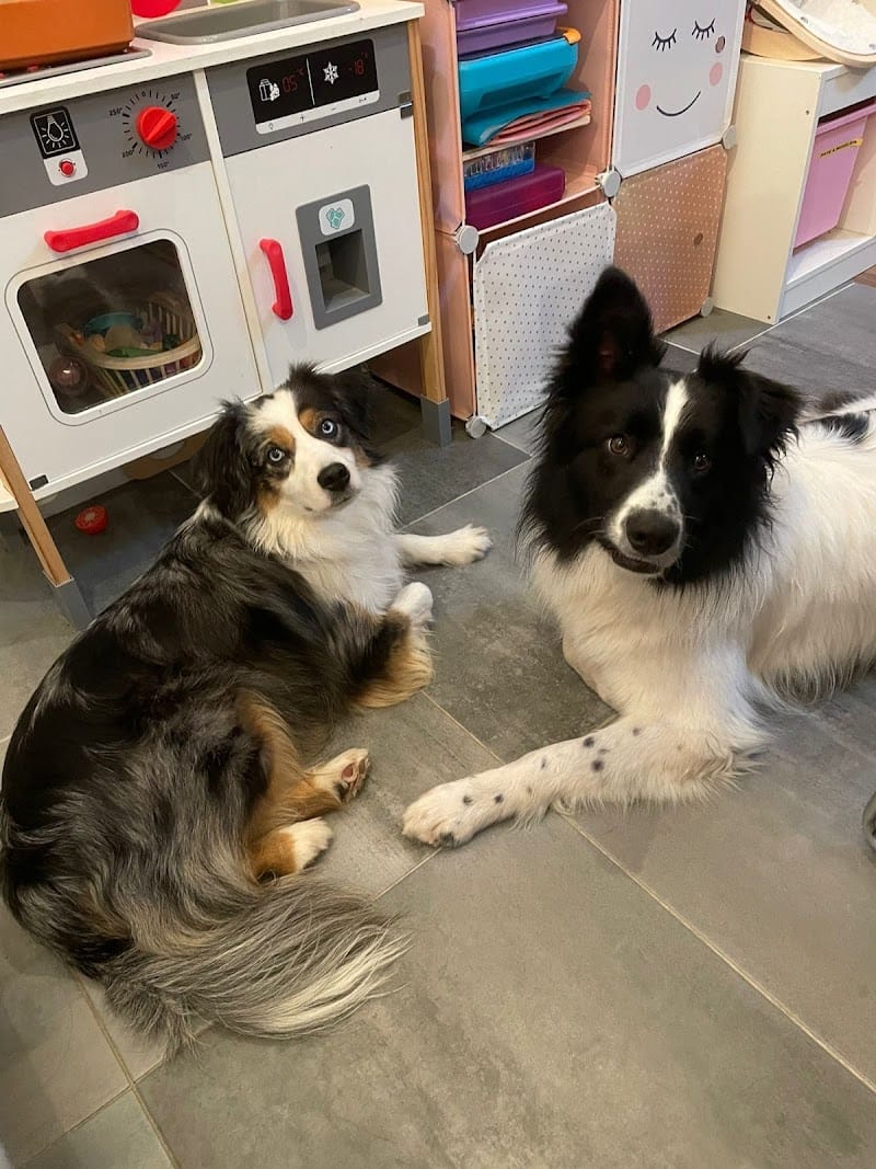 Les Copains d'Oxo — dogsitter à Antony