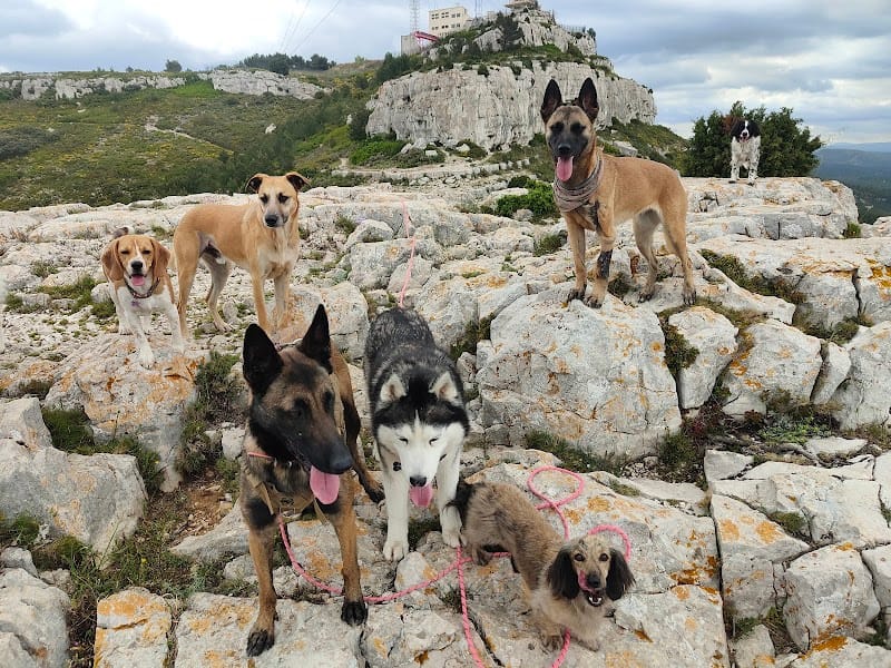 Les Cornichiens — dogsitter à Marseille
