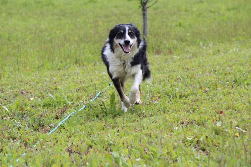 Les Étoiles d'Occitanie — dogsitter à Castelnaudary
