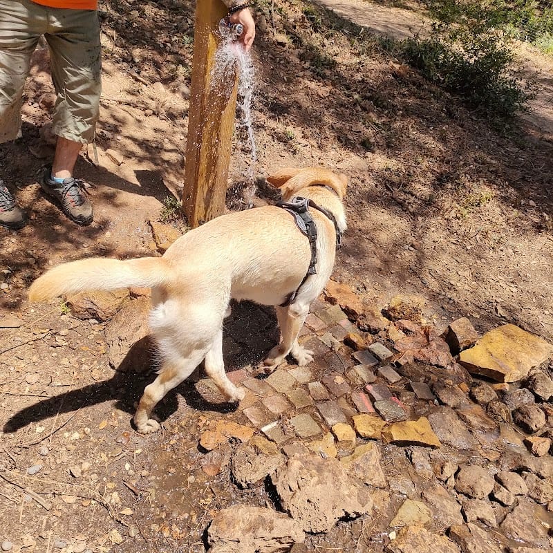 Les gardiens des quatre pattes — dogsitter à Toulon