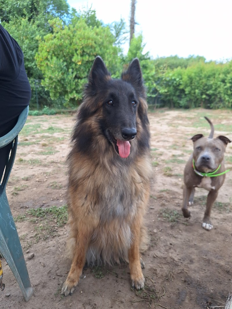 Les halles des Lyon — dogsitter à Villeurbanne