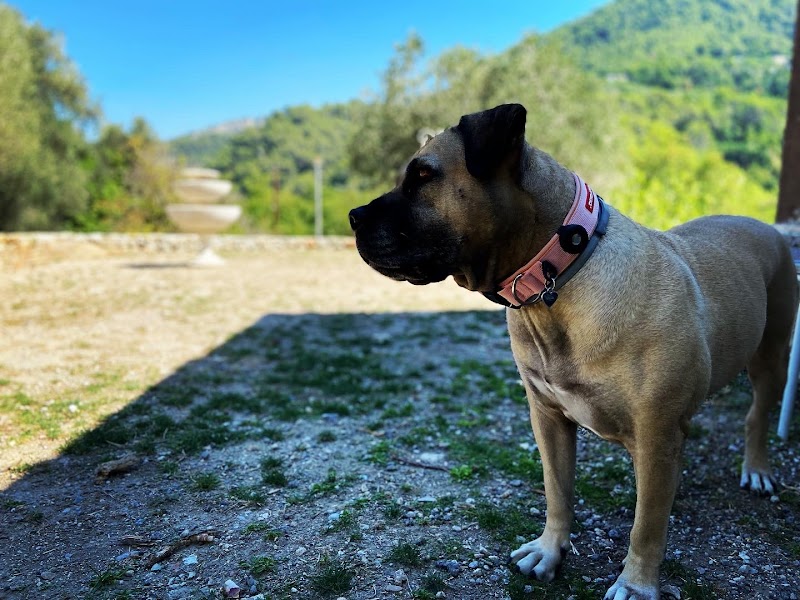 Les jardins de Nädä — dogsitter à Nice