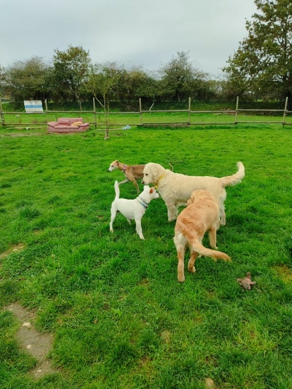 Les pattes de Guy'mauve — dogsitter à Challans