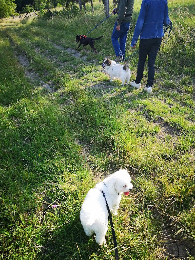 Les pattes et vous — dogsitter à Saverne