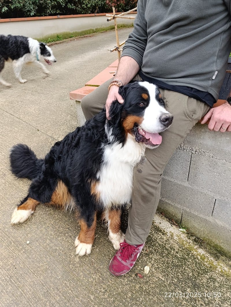 Les Pattes Occitanes - Pension canine familiale et élevage Bouviers Bernois — dogsitter à Auterive