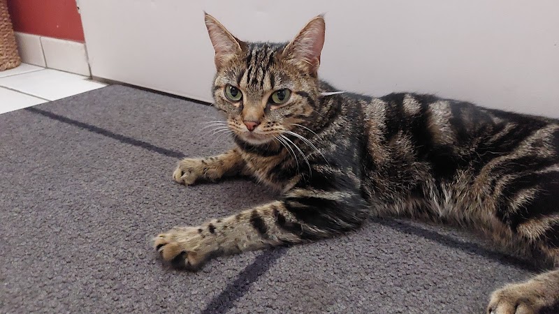 Les Pattounes de Dinky - Services pour Animaux — dogsitter à Nantes