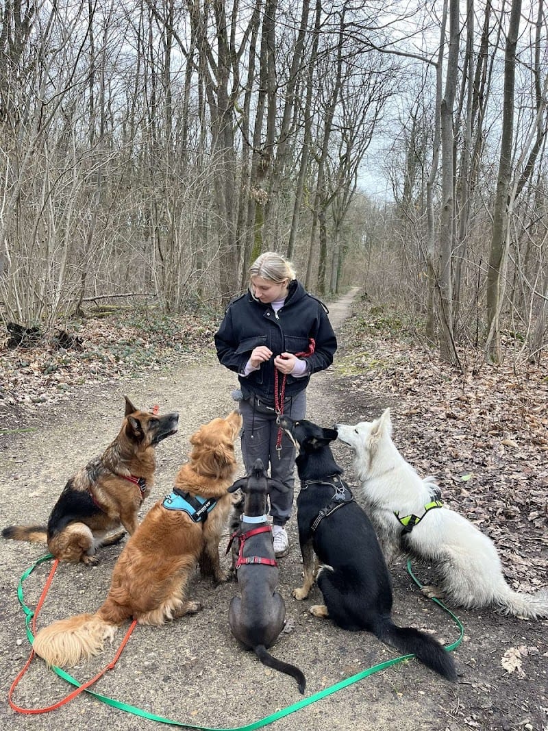 Les Pattounes de Jeidi et Taika — dogsitter à Rueil-Malmaison