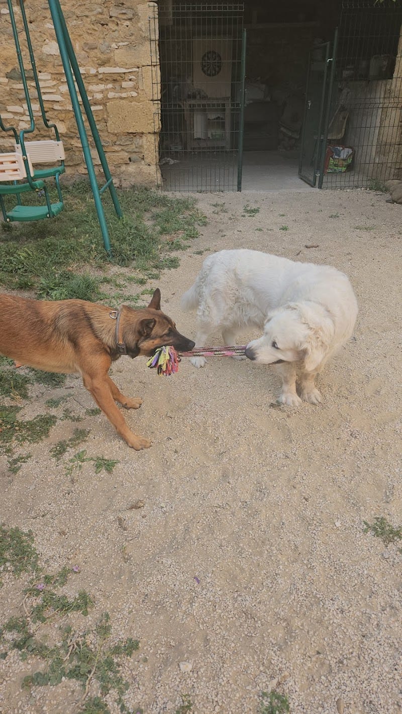 Les Pattounes en éventail — dogsitter à Bagnols-sur-Cèze