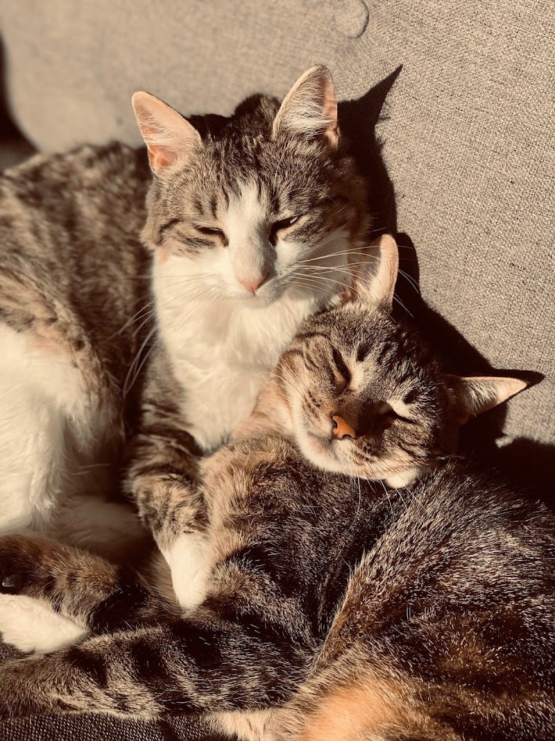 Les Petites Pattounes- Garde d'animaux, chats et chiens, Ecully et Ouest Lyonnais. — dogsitter à Lyon