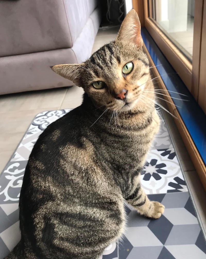 Les petits muzos — dogsitter à Le Mené