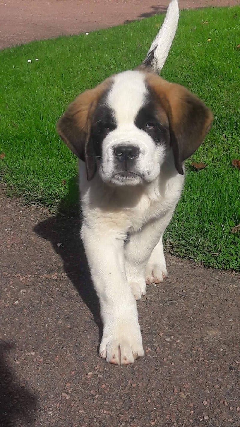 Les Saint Bernard de la Vallée de l'Hogmiau — dogsitter à Maubeuge