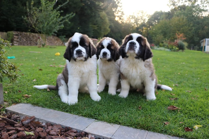 Les Saint-Bernard du Bois du Marais : Élevages de saint-bernard et Pension canine dans le Pas-de-Calais Nord France — dogsitter à Achicourt