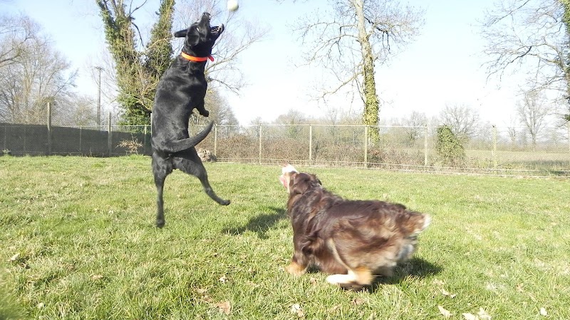 Les Terres D'azade Pension chiens et chat — dogsitter à Châtillon-sur-Chalaronne