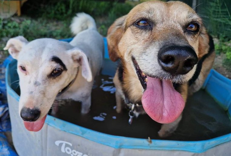 LES TOUTOUS EN COLO Pension canine 5 étoiles sans chenil pour famille de chiens — dogsitter à Avignon