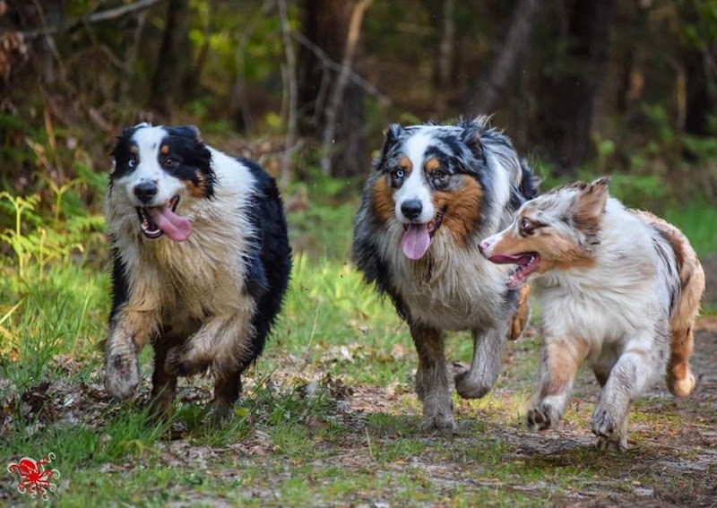 Les vacances des poilus — dogsitter à Mios