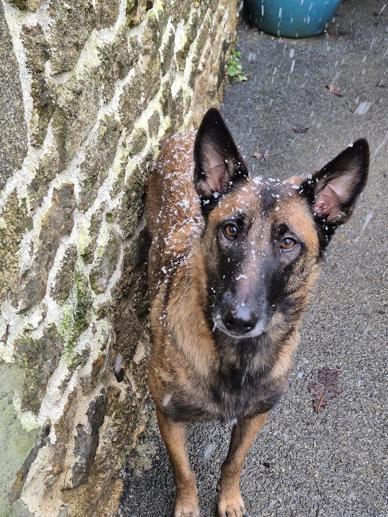 Les Z'anis de Kerjonc - Pension animalière — dogsitter à Plémet