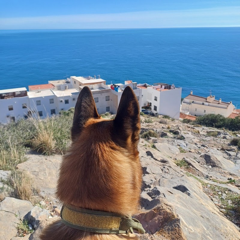 Loyauté de chien — dogsitter à Carcassonne