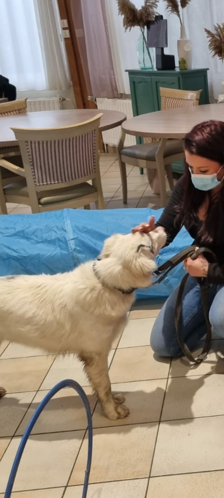 LUCKY DOG — dogsitter à Marseille