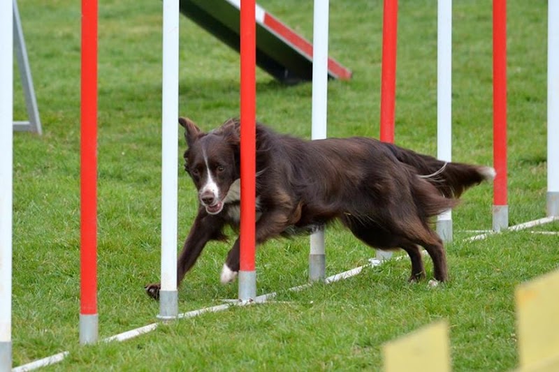 M'Happy Dog Coaching — dogsitter à Bordeaux