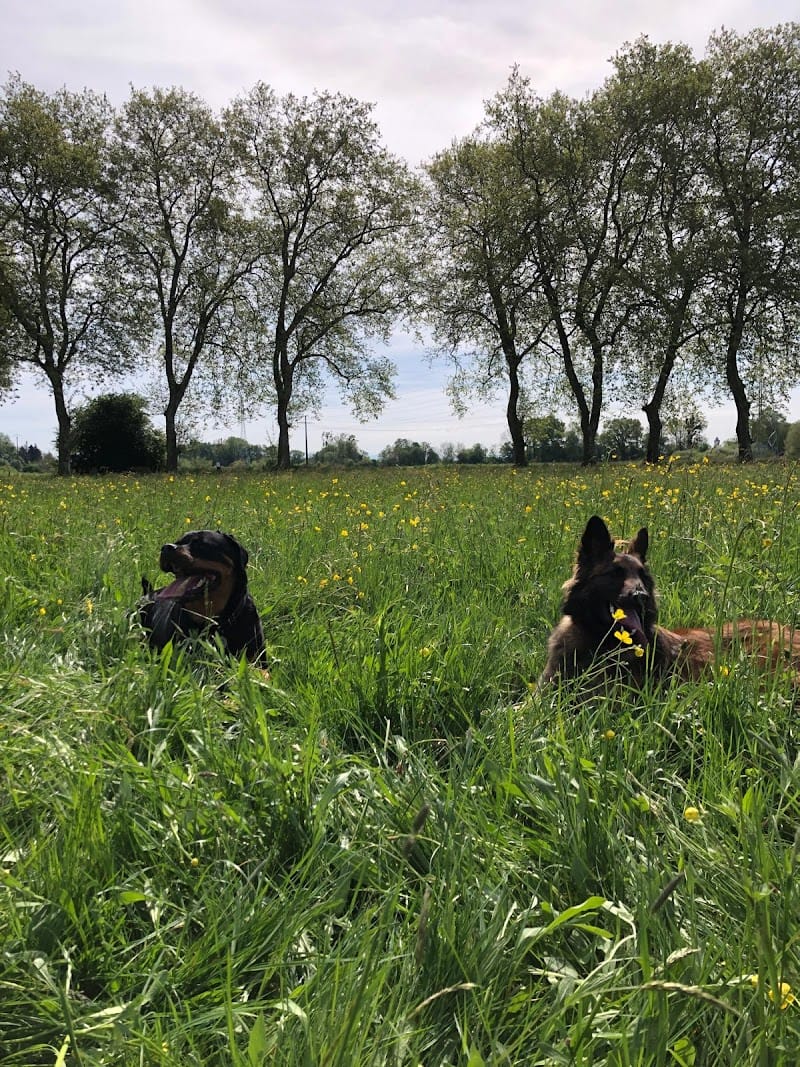 Main à la patte — dogsitter à Raon-l'Étape