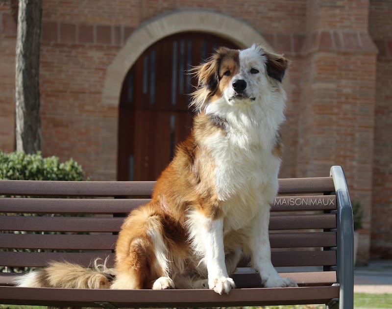 Maisonimaux Services Plus — dogsitter à Toulouse