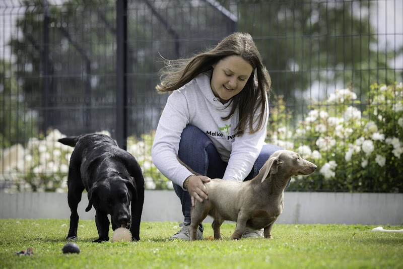 Malice&Pomme Ebblinghem — dogsitter à Hazebrouck