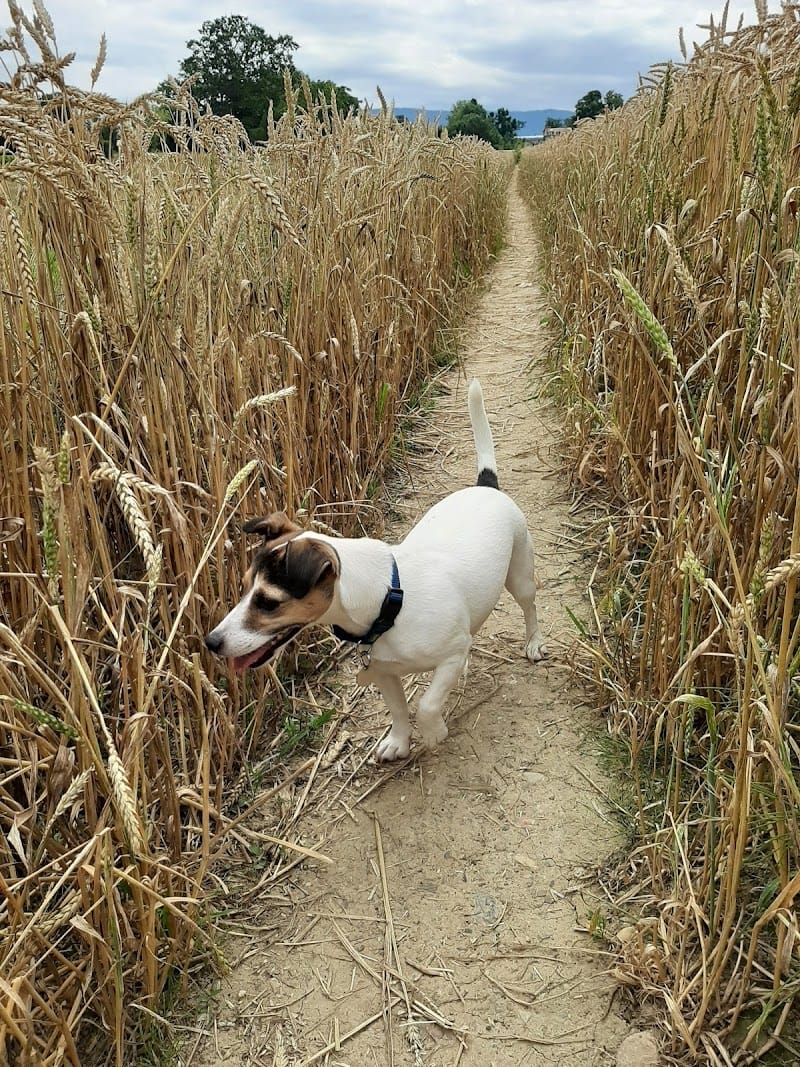 Malou Petsitting — dogsitter à Thonon-les-Bains