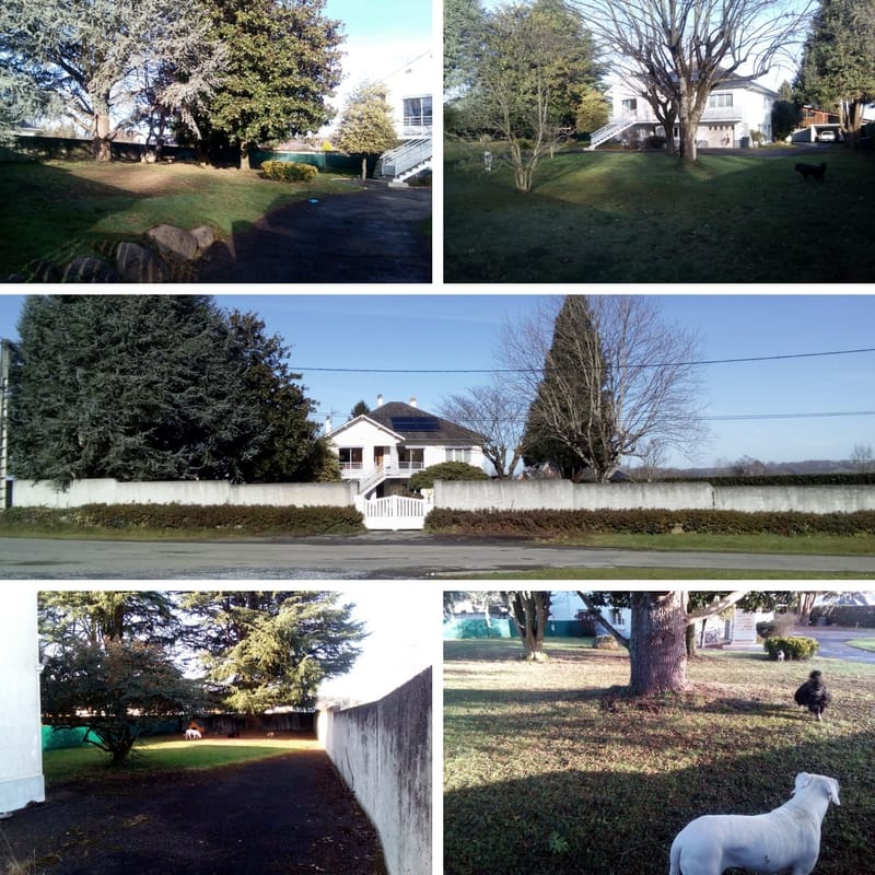 ManiDog Garde Animaux Domestiques/Promenade canine — dogsitter à Lourdes