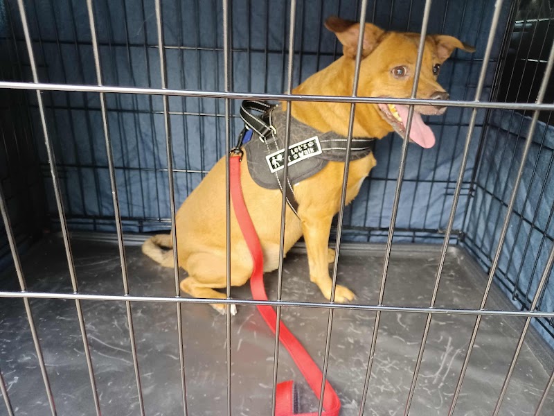 Martin Animal Service — dogsitter à Fréjus