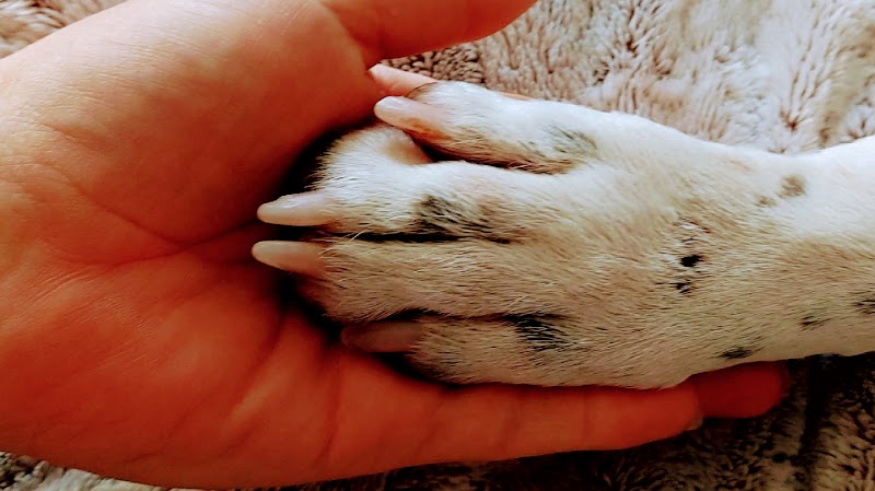 Mary pet-sitter — dogsitter à Nîmes