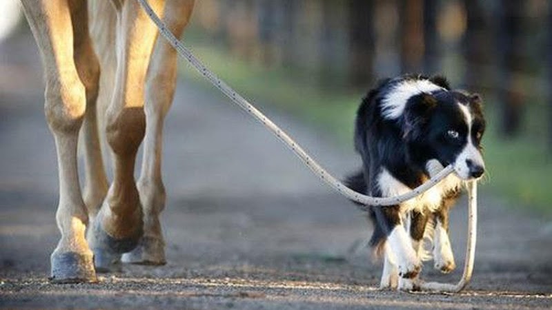 Maryève - Animal Passion & Cie — dogsitter à Andernos-les-Bains