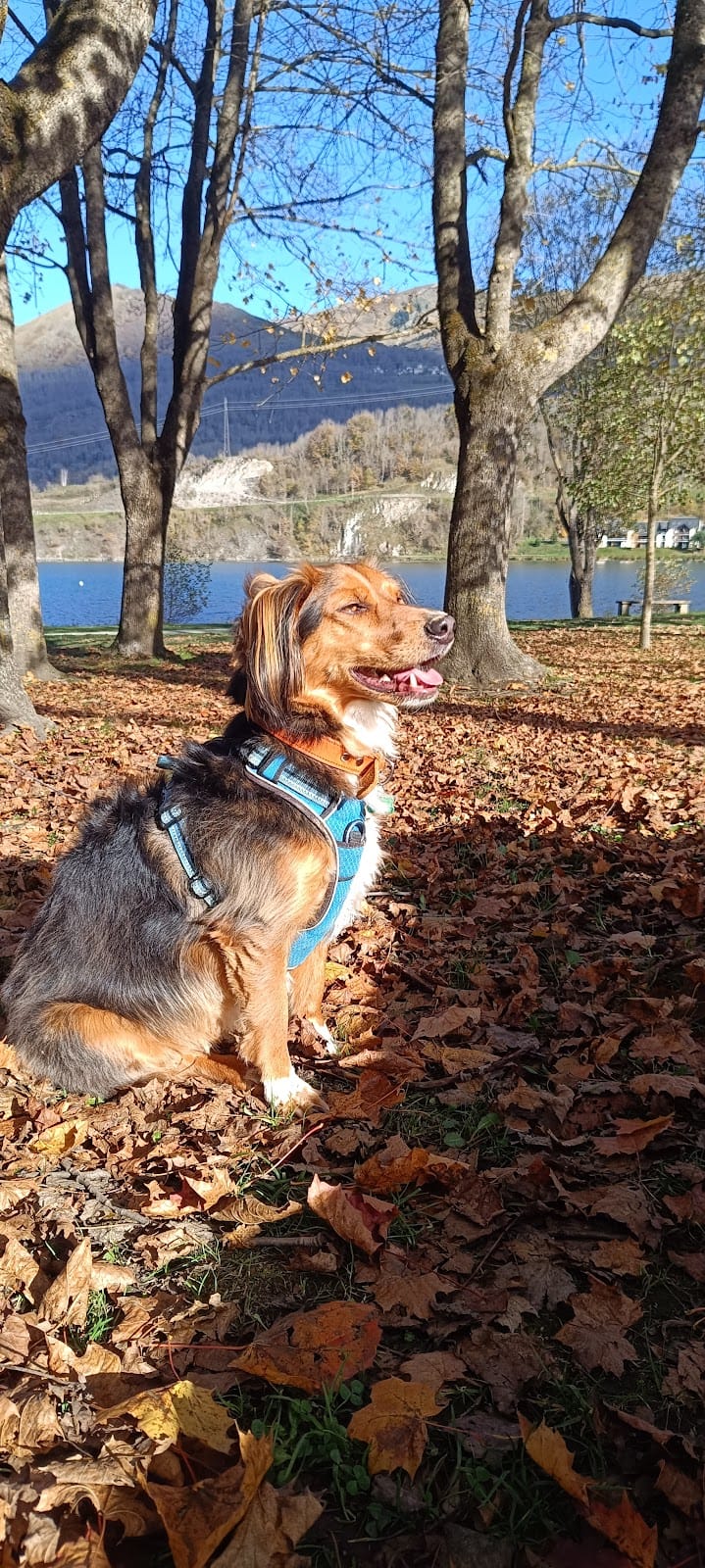 MC PETSITTING — dogsitter à Toulouse