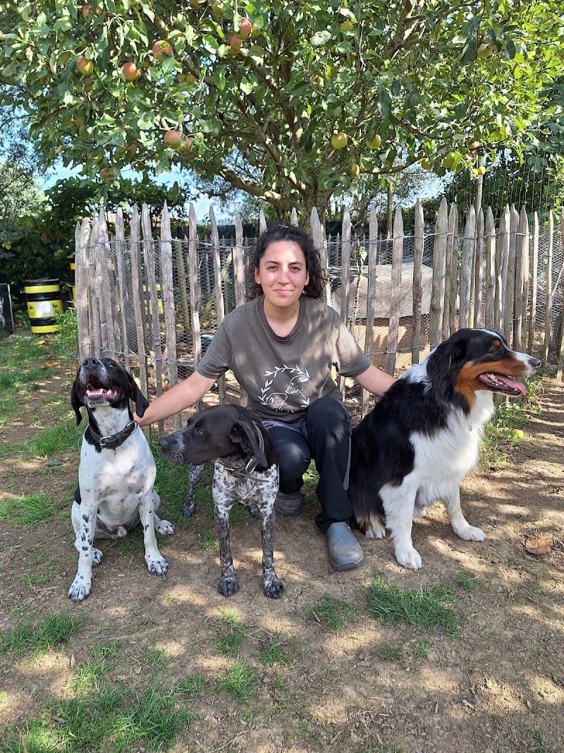 Mes Amis Les Animaux — dogsitter à Tarbes