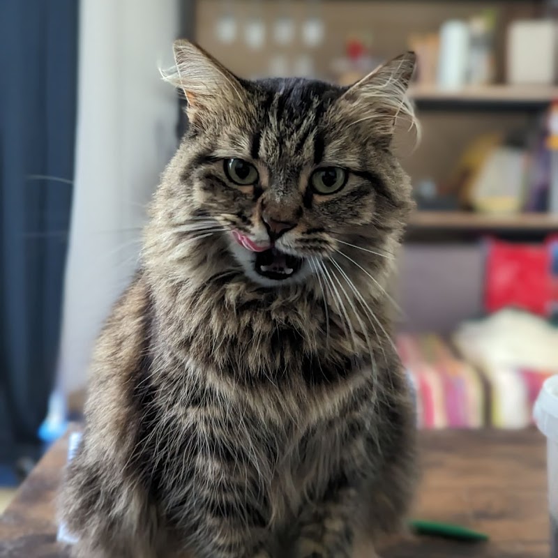 Mi Chat Mi Chien — dogsitter à Nantes