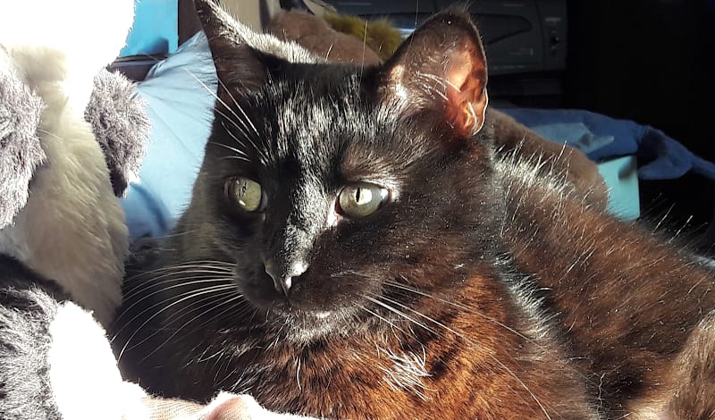 MiaouWawa AL a maison - Anne Laure Le Blanc (EI) - petsitter — dogsitter à Lyon