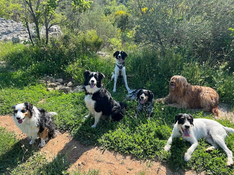 Mika Dog Lover — dogsitter à Montpellier