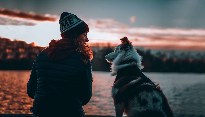 Mission Éducation — dogsitter à Rennes