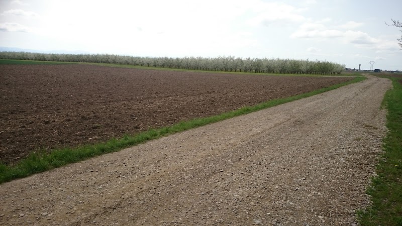 Mont Sorcier — dogsitter à Colmar