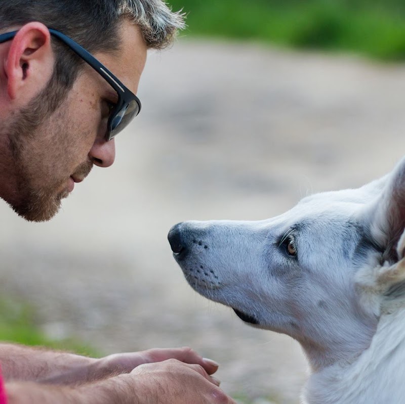 mtonchien — dogsitter à Montpellier