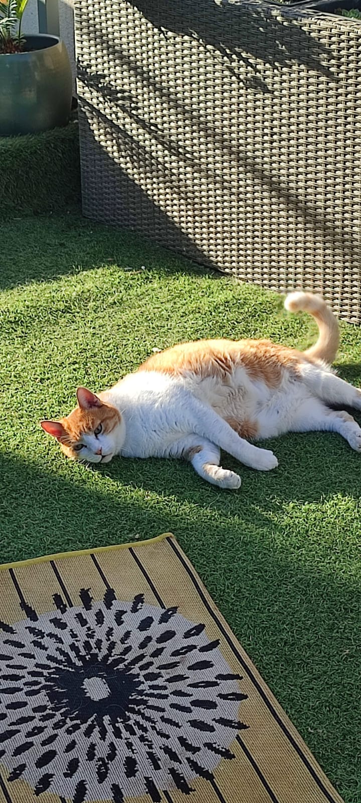 Nanny Pet's — dogsitter à Brignoles