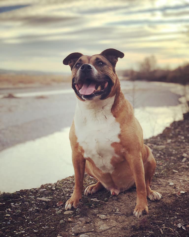 Nanny Po’Pet — dogsitter à Dunkerque