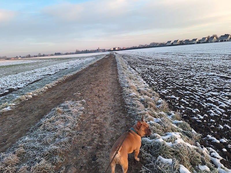 nannyWaf — dogsitter à Lille