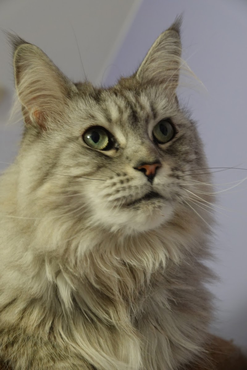 Noémie Cottreau - Garde de chiens ou chats à domicile - Petsitter — dogsitter à Montaigu-Vendée