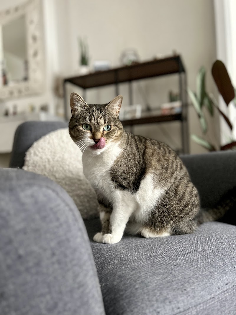 Nounou de Wouf — dogsitter à Lille