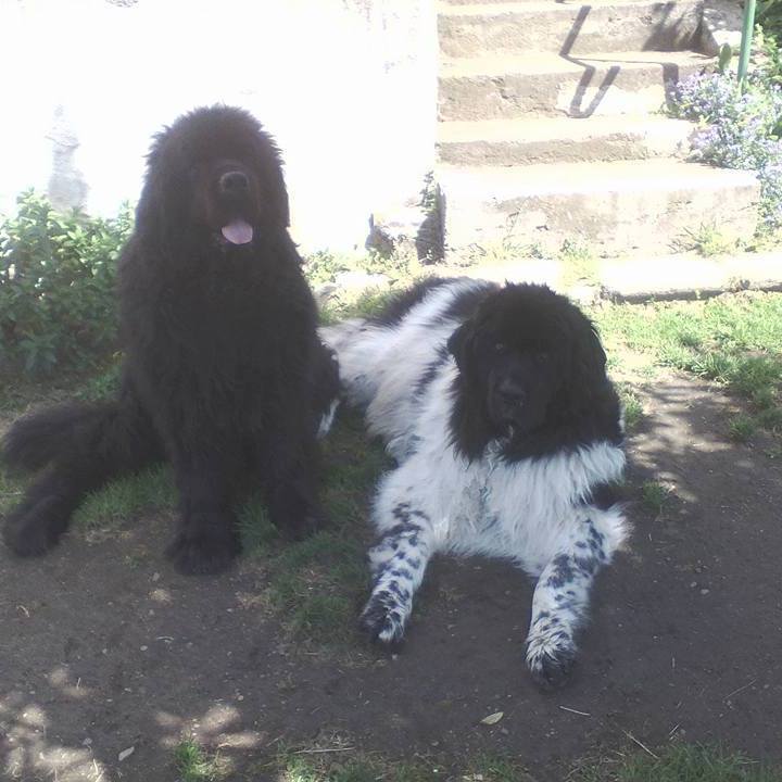 NOUNOUTOUTOU — dogsitter à Saint-Chamond